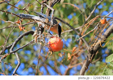 柿の実を食べrるオナガ 柿の実を食べrるオナガ 120876422