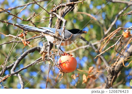 柿の実を食べrるオナガ 柿の実を食べrるオナガ 120876423