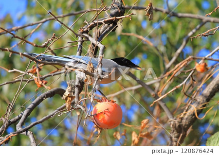 柿の実を食べrるオナガ 120876424
