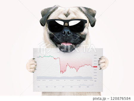 Cool dog trader with stylish sunglasses holds a sheet with coin statistics. Falling market and crypto coins, creative idea. Crisis and stock exchange. Market chart 120876584