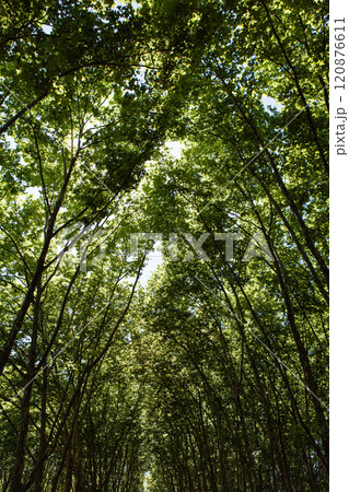 Chiaroscuro in the forest in summer 120876611