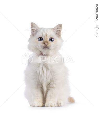 Sacred Birman cat kitten on white background 120876628