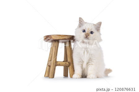 Sacred Birman cat kitten on white background 120876631