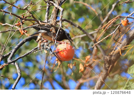 柿をついばむムクドリ 120876648