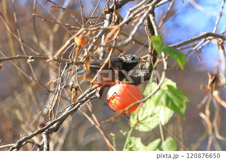 柿をついばむムクドリ 120876650