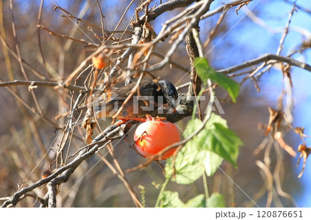 柿をついばむムクドリ 120876651