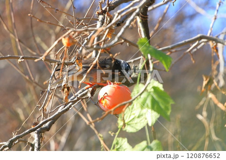 柿をついばむムクドリ 柿をついばむムクドリ 120876652