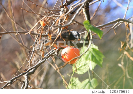 柿をついばむムクドリ 柿をついばむムクドリ 120876653
