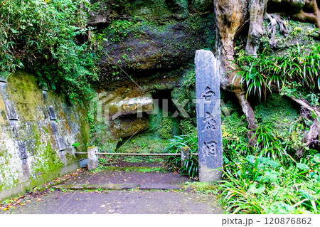 【神奈川】晩秋の鎌倉円覚寺　境内の白鹿洞 120876862