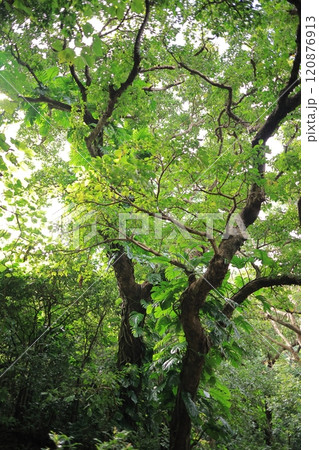 自然　植物　アカギ、沖縄本島の森の中。ハブカズラをまとったアカギの大木 120876913