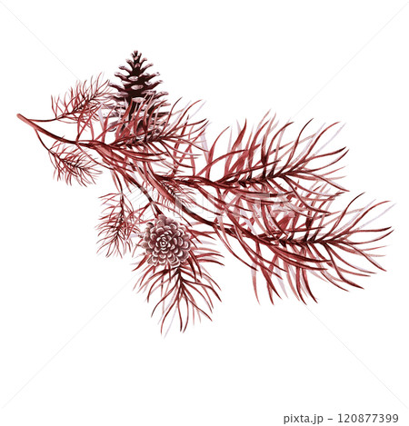 Pine branch with cones. Isolated watercolor illustration in retro style in monochrome for design of Christmas and New Year products, poster design, creating Christmas atmosphere. 120877399