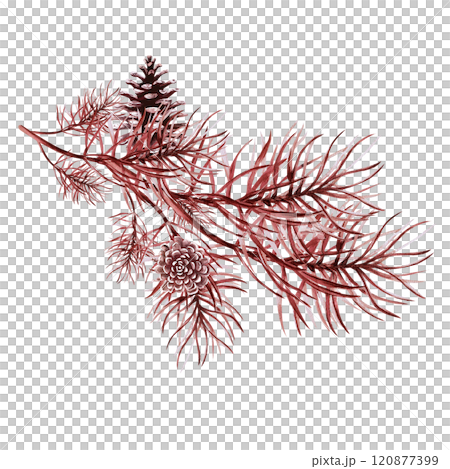 Pine branch with cones. Isolated watercolor illustration in retro style in monochrome for design of Christmas and New Year products, poster design, creating Christmas atmosphere. 120877399