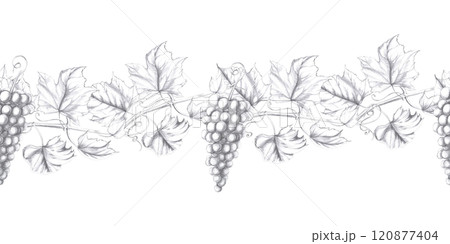 Seamless border with bunch of grapes and vine. Isolated pencil illustration in realistic style for design of postcards, bar menu, juices, printing on fabric, menu design, alcoholic products. Seamless border with bunch of grapes and vine. Isolated pencil illustration in realistic style for design of postcards, bar menu, juices, printing on fabric, menu design, alcoholic products. 120877404