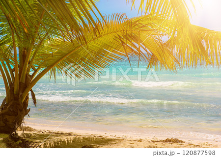 Tropical Caribbean beach, Dominican Republic Tropical Caribbean beach, Dominican Republic 120877598