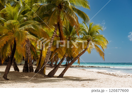 Tropical Caribbean beach, Dominican Republic Tropical Caribbean beach, Dominican Republic 120877600