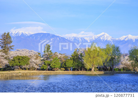 桜満開の松本城 桜満開の松本城 120877731