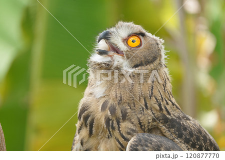 Portrait of rock eagle owl. 120877770