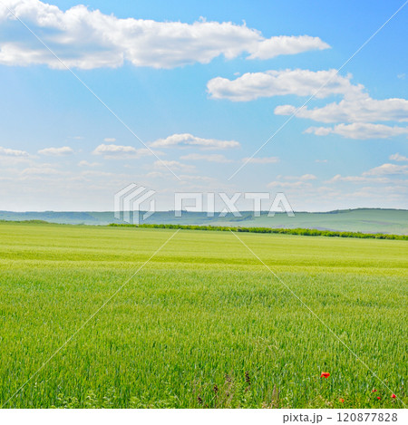 Green wheat field and blue sky. 120877828
