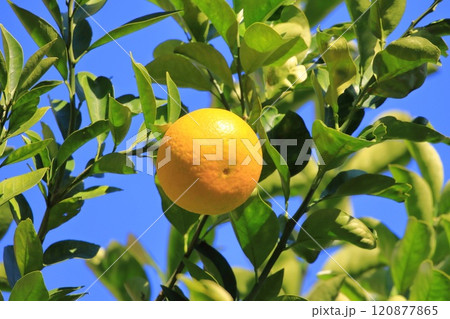 収穫間近の夏みかん 収穫間近の夏みかん 120877865