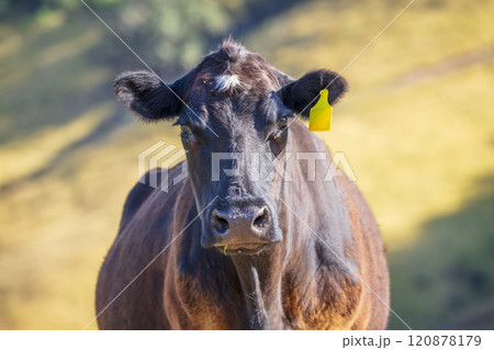Portrait of a domestic cow in a pasture in the sunshine 120878179