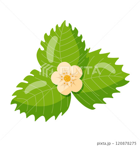colorful strawberry flower, wild strawberry with lush green leaves, hand drawn, vector 120878275