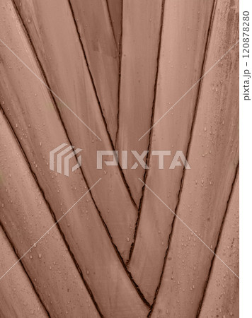 The stem of an exotic palm tree. Botanical background trunk of a banana palm. 120878280