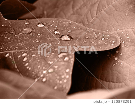 Leaves background of a garden pattern after the rain. 120878291