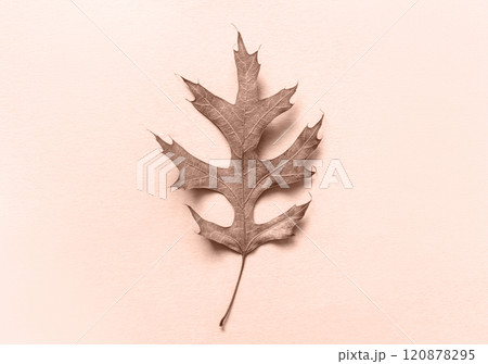 Beautiful autumn textured leaf background. Dry brown leaf on beige background. Beautiful autumn textured leaf background. Dry brown leaf on beige background. 120878295