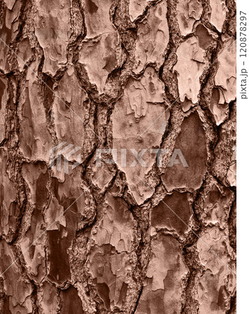 Embossed texture of brown tree bark. 120878297
