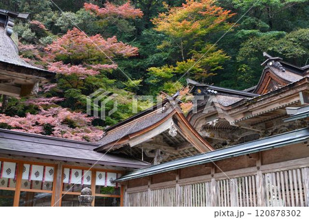 美濃市の大矢田神社のモミジ谷の紅葉 120878302