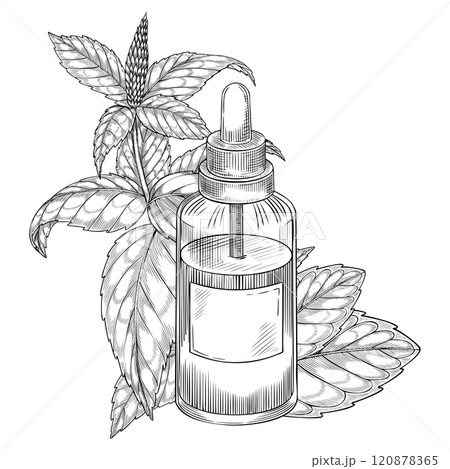 Mint essential Oil in vintage glass bottle and medicinal herb. Vector linear illustration of retro vial with dropper and herb. Monochrome outline etching for aromatherapy and cosmetic design. Mint essential Oil in vintage glass bottle and medicinal herb. Vector linear illustration of retro vial with dropper and herb. Monochrome outline etching for aromatherapy and cosmetic design. 120878365