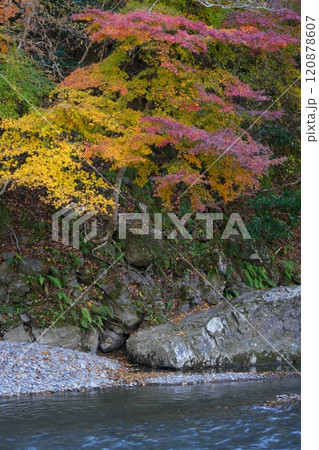 晩秋の多良峡の紅葉 120878607