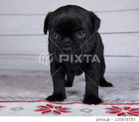 American Staffordshire Bull Terrier dog puppy on gray background American Staffordshire Bull Terrier dog puppy on gray background 120878783