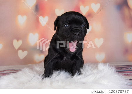 Black American Staffordshire Terrier dog or AmStaff puppy on hearts background Black American Staffordshire Terrier dog or AmStaff puppy on hearts background 120878787