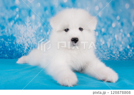 White fluffy bear small Samoyed puppy dog muzzle close up 120878808