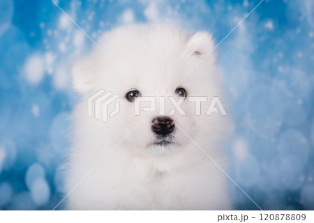 White fluffy bear small Samoyed puppy dog muzzle close up 120878809