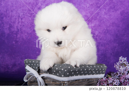 White small Samoyed puppy dog is sitting in basket with lilac flowers White small Samoyed puppy dog is sitting in basket with lilac flowers 120878810