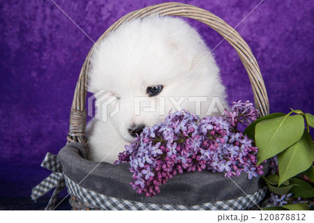 White small Samoyed puppy dog is sitting in basket with lilac flowers White small Samoyed puppy dog is sitting in basket with lilac flowers 120878812