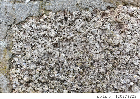 Background or wall made from old shells, Jurmala 120878825