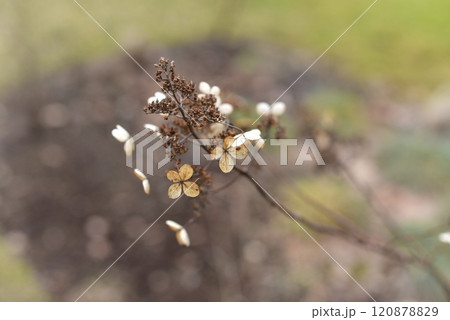 Dried hydrangea photographed up closed with selective focus 120878829