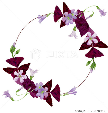 Watercolor round frame of vibrant purple Oxalis Triangularis.  120878957