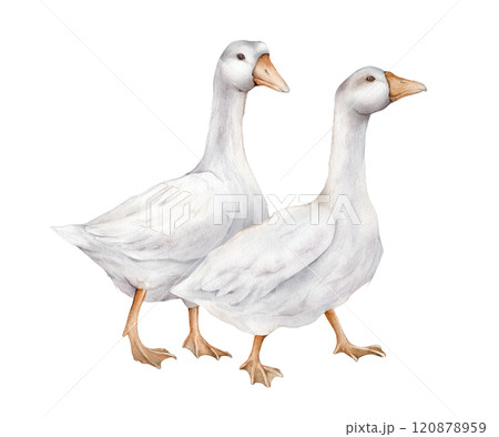 Two domestic white and grey watercolor goose. Cute farm birds. Hand drawn illustration on isolated for Easter design. Fowl Goslings illustration. Farm wildlife agriculture birds. Two domestic white and grey watercolor goose. Cute farm birds. Hand drawn illustration on isolated for Easter design. Fowl Goslings illustration. Farm wildlife agriculture birds. 120878959