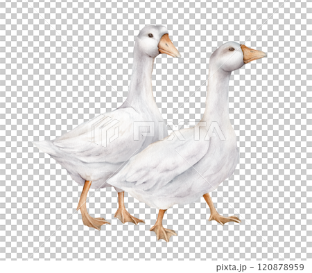 Two domestic white and grey watercolor goose. Cute farm birds. Hand drawn illustration on isolated for Easter design. Fowl Goslings illustration. Farm wildlife agriculture birds. Two domestic white and grey watercolor goose. Cute farm birds. Hand drawn illustration on isolated for Easter design. Fowl Goslings illustration. Farm wildlife agriculture birds. 120878959