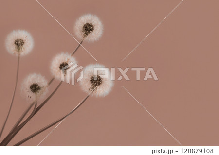 Trendy color of year 2025 - Mocha Mousse. Soft fluffy dandelions with white seeds on a mocha mousse background with space for text. Copy space. Banner. 120879108