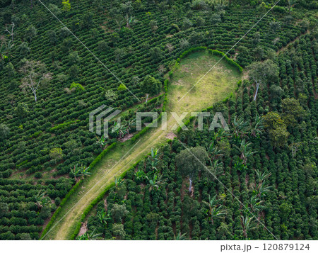 Coffee agriculture plantation aerial drone view Coffee agriculture plantation aerial drone view 120879124