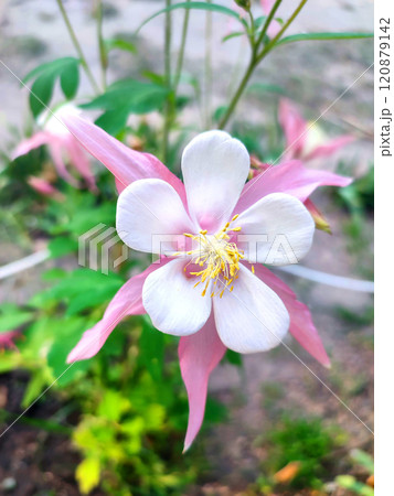 Flower Aquilegia Orliks. Blooming flower with white pink petals, yellow stamens on green stem, drops of dew in summer spring. Flowering plant. Spring summer Background 120879142