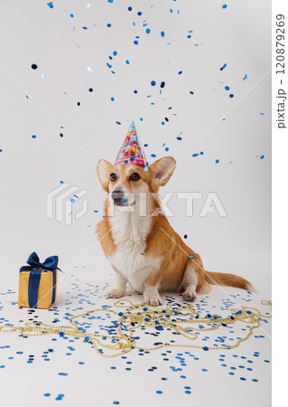 Corgi dog celebrating with a gift and blue confetti, festive fun and joy 120879269
