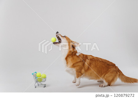 Corgi dog jumping to catch a tennis ball with shopping cart full of tennis balls 120879272