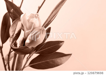 Stylish spring bouquet with branches and leaves of magnolia and amaryllis. Demonstrating the colors of 2025 - Mocha Mousse. Stylish spring bouquet with branches and leaves of magnolia and amaryllis. Demonstrating the colors of 2025 - Mocha Mousse. 120879698