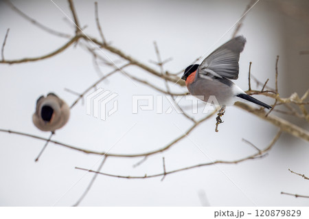 枝にとまる鷽  120879829